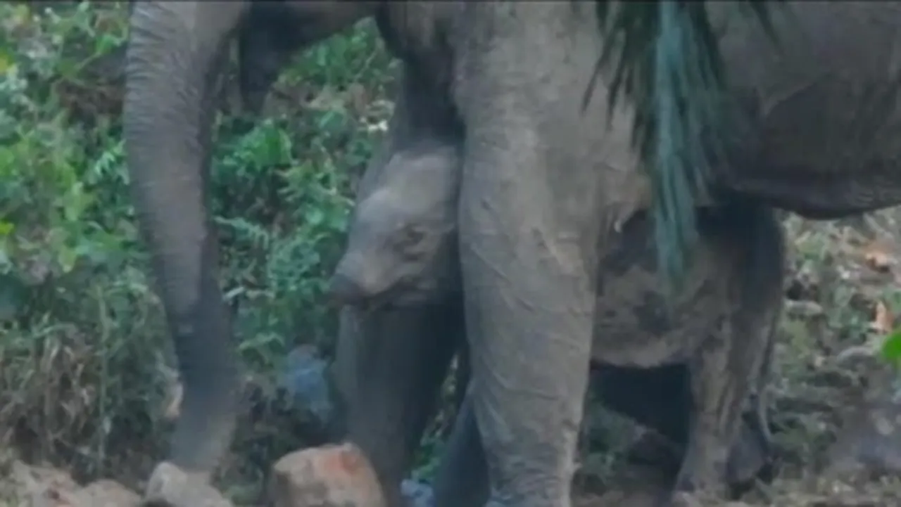 A trunkless elephant in Valparai forest