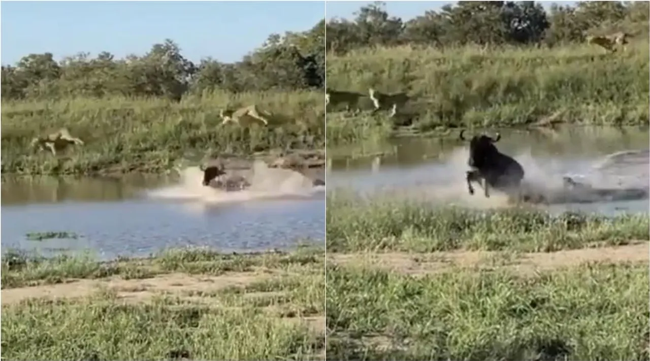 viral video, ox, wild ox escape from Lion, lion, video, viral video