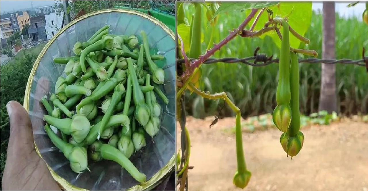 மூக்குத்தி அவரை