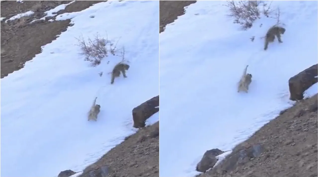 Snow Leopard couple plays scatting, snowa leopard couple plays in snow area,பனிச் சறுக்கல் விளையாடும் ஜோடி சிறுத்தைகள், நெட்டிசன்களின் இதயங்களை வென்ற வீடியோ, snow leopard plays video goes viral, viral video, snow leopard pair