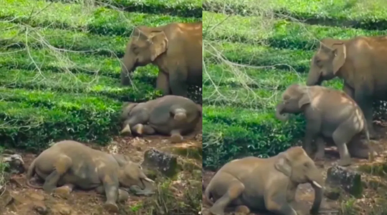 Valparai: wild elephants relaxing in tea estate - video Tamil News