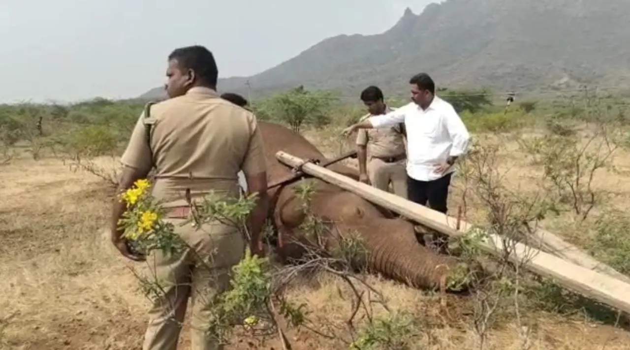 Coimbatore: elephant dies due to electrocution; How did the electric pole fall?
