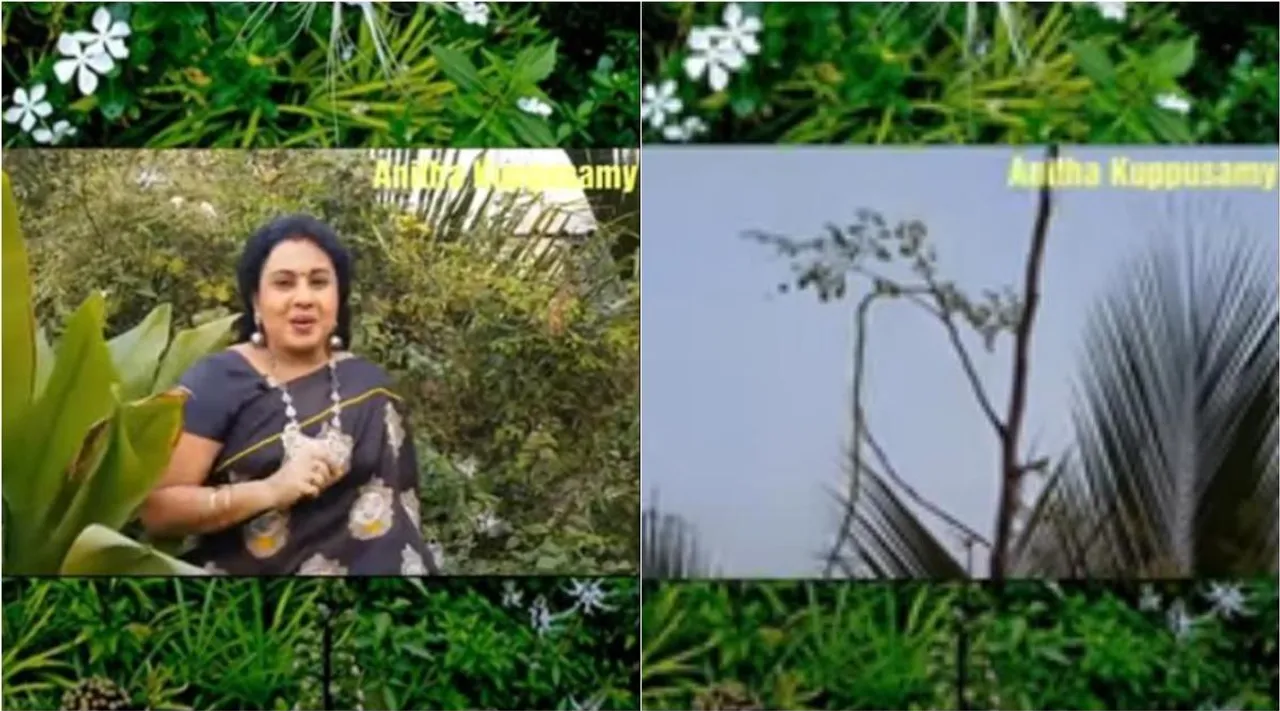 Anitha Pushpavanam Kuppusamy Terrace Garden, Terrace Garden Drumstic plants grows, மொட்டை மாடி தோட்டத்தில் முருங்கை, மாடித் தோட்டத்தில் பூனை மீசை செடி, அனிதா குப்புசாமி வீட்டு மாடித் தோட்டம், புஷ்பவனம் குப்புசாமி, Anitha Pushpavanam Kuppusamy Terrace Garden Vlog
