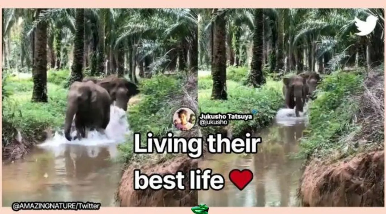 elephant playing in water, elephant video, elephants moving through shallow water, elephant funny videos, viral video