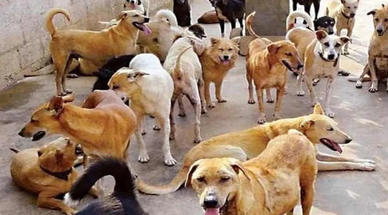 police arrests doctor who shots stray dogs, Tiruchi news, Tiruchirappalli news, Trichy news, திருச்சியில் நாய்களை துப்பாகியால் சுட்டுக் கொன்ற டாக்டர் கைது, police arrests doctor, docto shots stray dogs in Tiruchirappalli