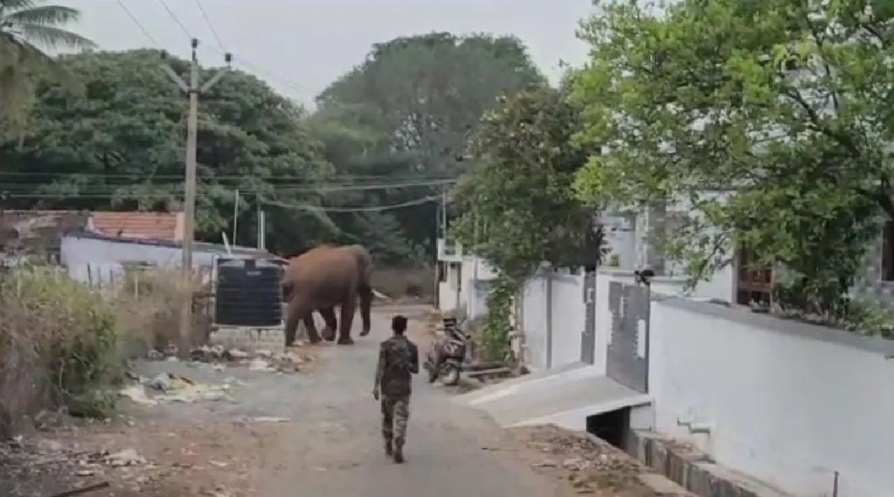 coimbatore: Baahubali wild elephant threatens people Tamil News