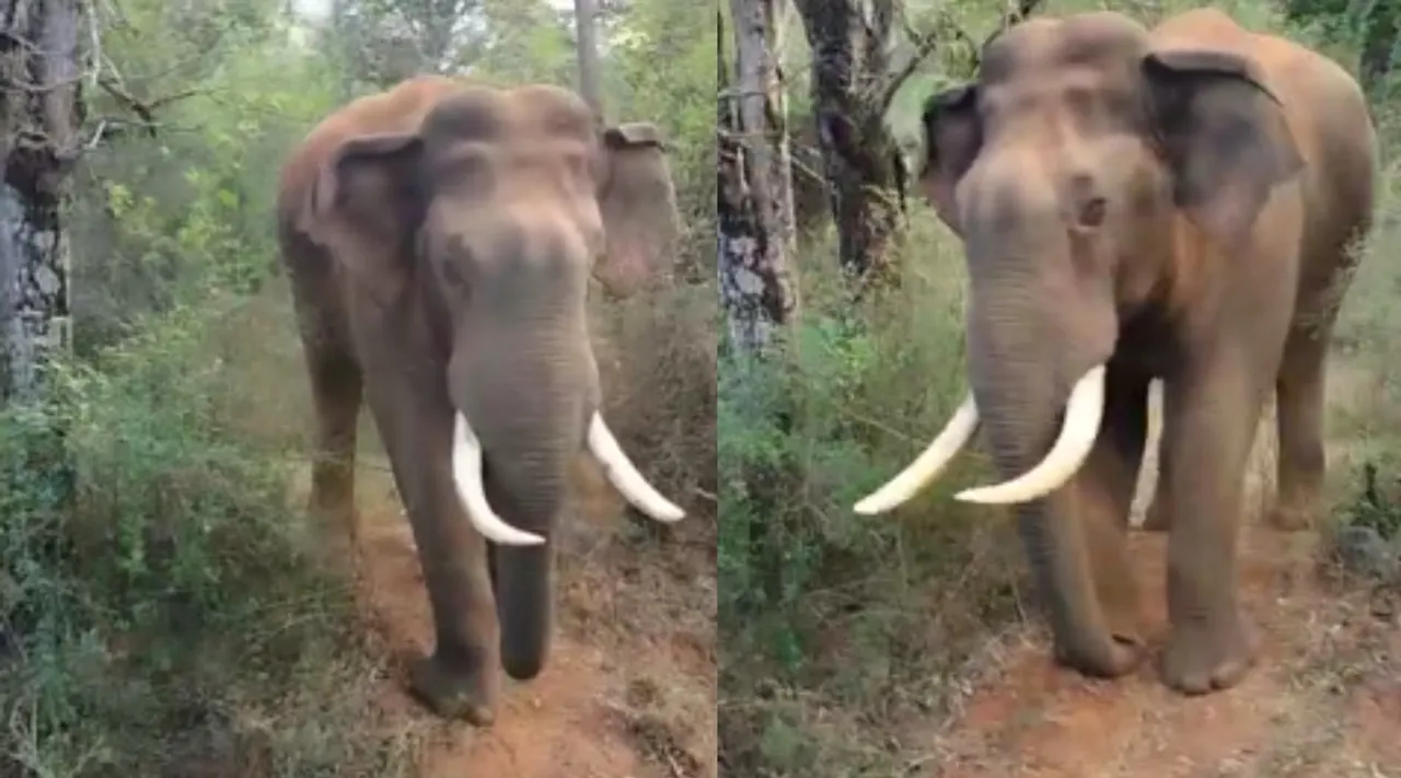 Coimbatore: Wild elephant gives way to bus - viral video Tamil News