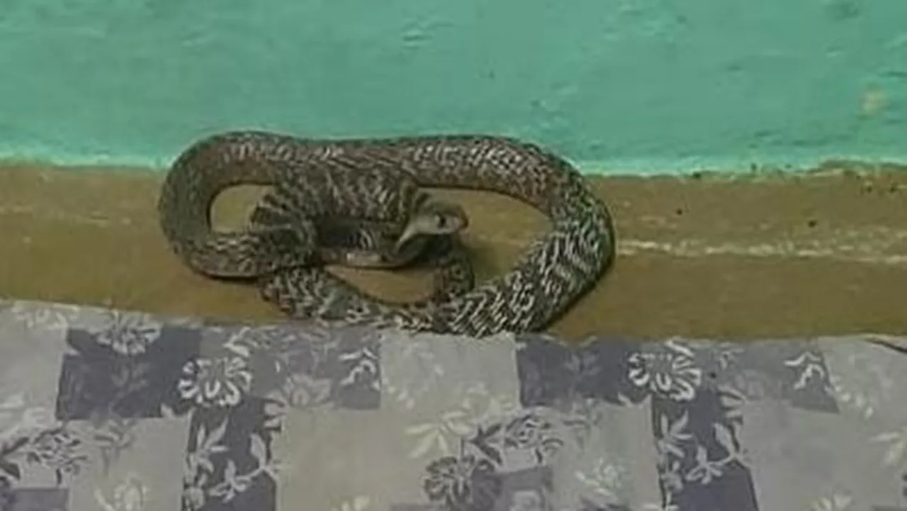 In Coimbatore a cobra was found under the bed where the child was lying