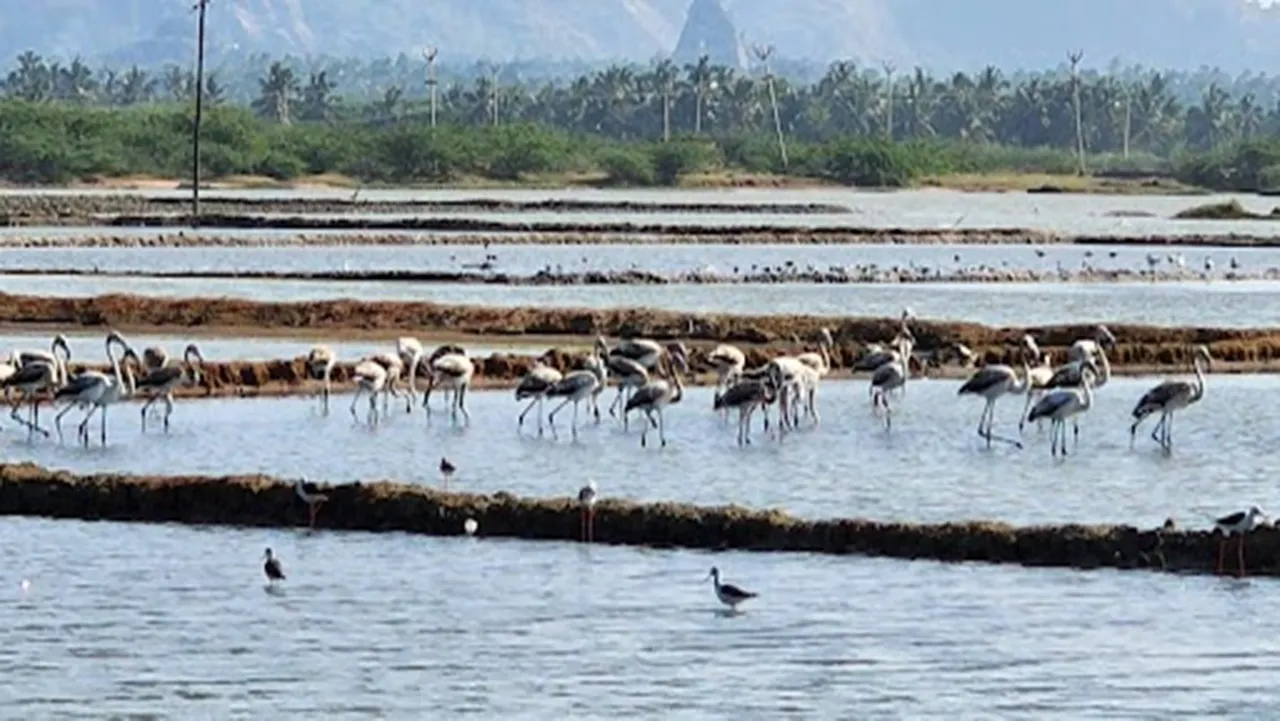 Foreign birds visiting Kanyakumari salt flats