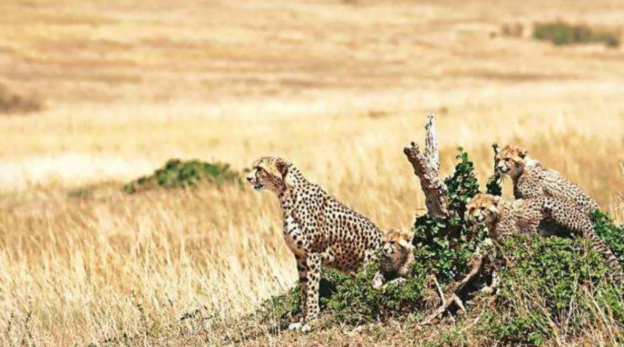 Kuno cheetah death, India cheetah, Madhya Pradesh cheetah death, குனோ சிறுத்தைகள் மரணம், ராஜஸ்தான், மத்தியப் பிரதேசம், மத்திய அரசு, சிறுத்தைகளை மாற்ற திட்டம், Kuno cheetah, cheetah death kuno park, kuno park cheetah death, Kuno National Park, Indian Express Madhya Pradesh, Supreme Court on Cheetah death