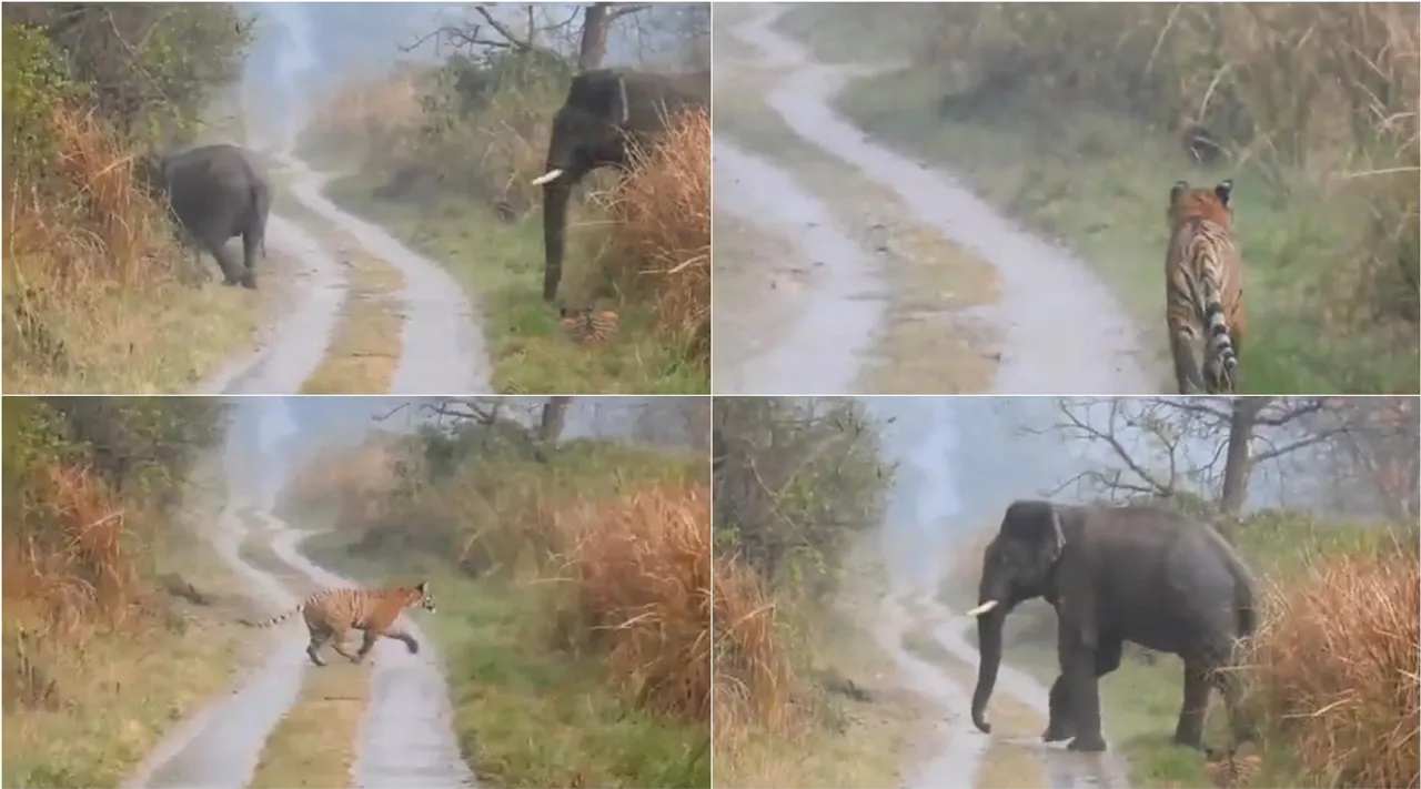 Tiger shows respect to Elephants herd, Tiger bow to titan herd video goes viral, யானைகளுக்கு மரியாதை அளித்து மண்டியிட்ட புலி, வைரல் வீடியோ, viral video,Tiger shows respect to Elephants herd video goes viral