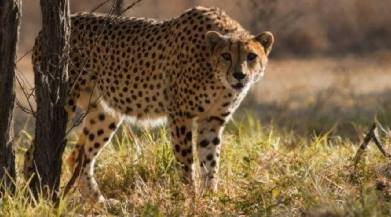 Cheetah death Project blames mating violence experts question move to force animals together