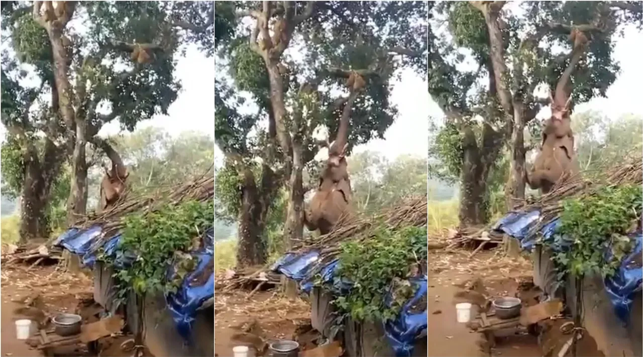 Elephant Using hind legs to jack up for the jackfruit, பலா மரம் ஏறும் யானை, வைரல் வீடியோ, elephant video goes viral, viral video, elephant viral video