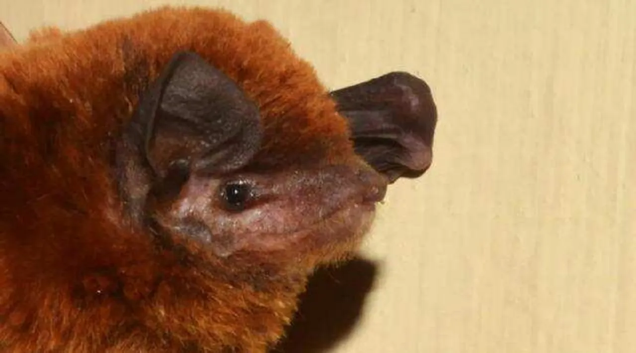 osmania-university-bat