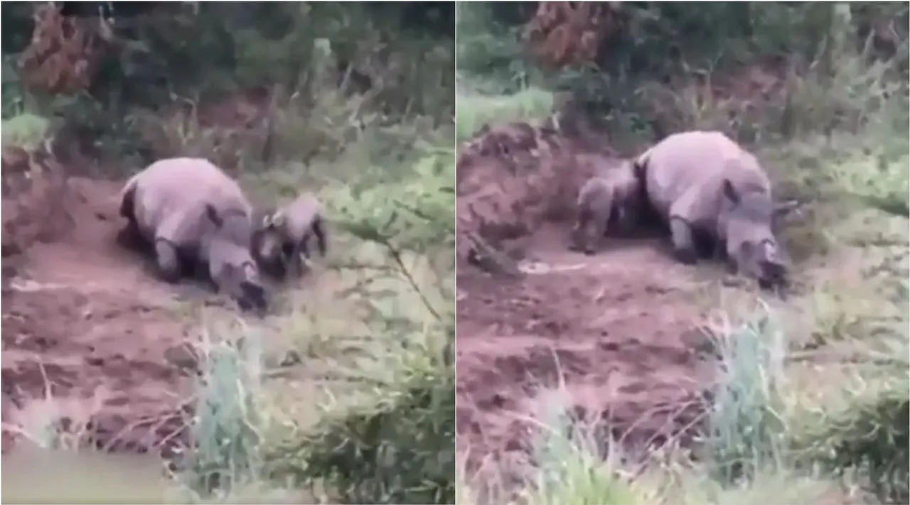 viral video, rhino hunted, baby rhino try to wake up his mother, rhino dead, viral video