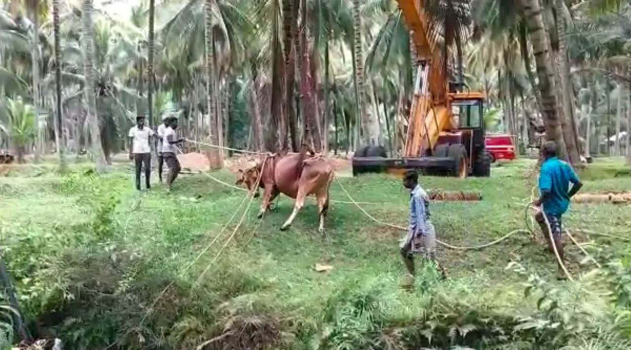 Pollachi: Cow falls into well, Rescued alive Tamil News
