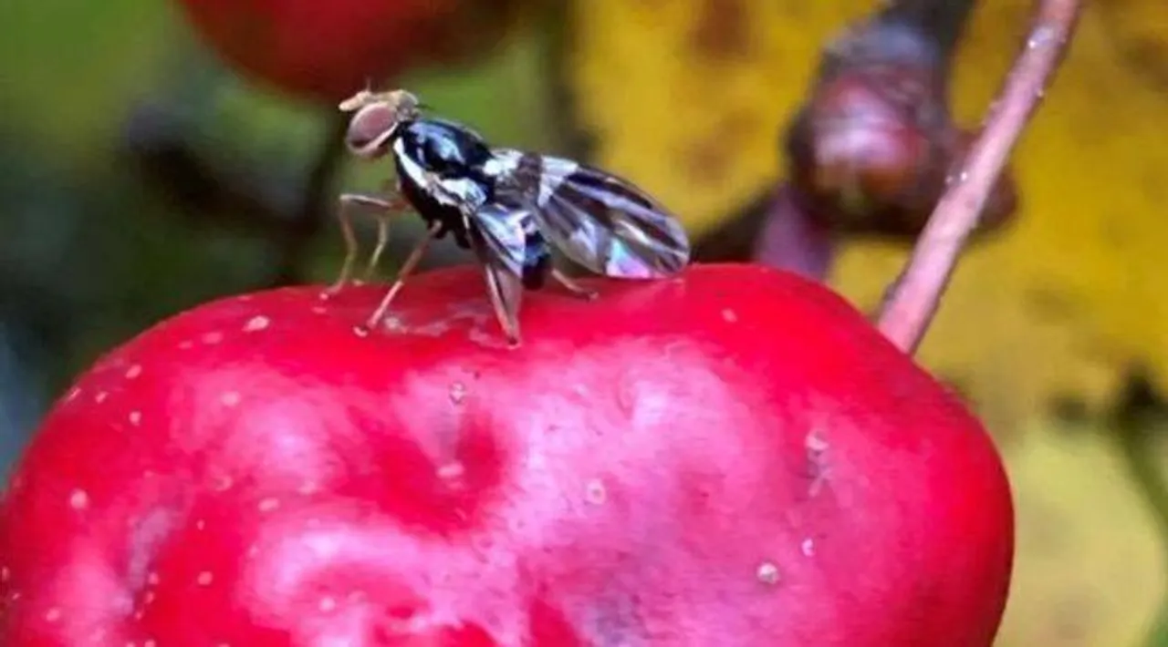 An undated handout image shows an apple maggot fly. (Image credit: Binghamton University)