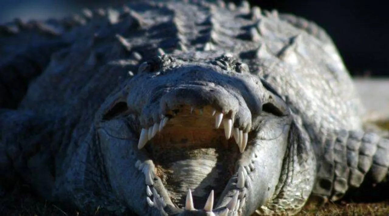 Scientists discover a virgin birth in a crocodile