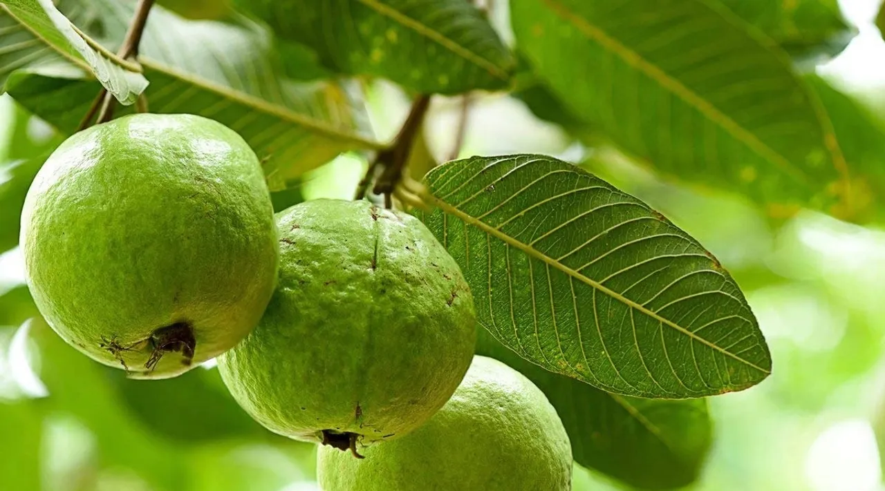 Guava Beauty Tips