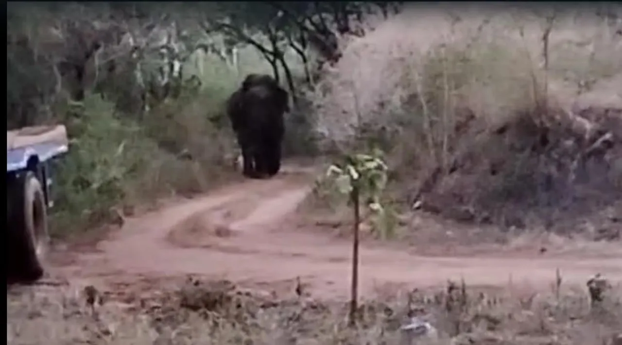 Magna elephant wandering video, Magna elephant, பொள்ளாச்சி அருகே வனப்பகுதி ஒட்டி நடமாடும் மக்னா யானை, வைரல் வீடியோ, மக்னா யானை வனத்துறையினர் தீவிர கண்காணிப்பு, Magna elephant wandering at forest near Pollachi video goes viral