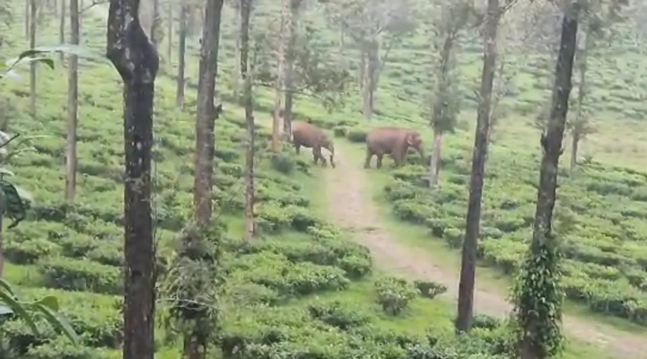 Two Elephants walks at Tea Estate video, couple of elephants walks, elephants walks, வால்பாறை பாரளை எஸ்டேட்டில் ஜோடியாக உலா வந்த காட்டு யானைகள், வைரல் வீடியோ, Two Elephants walks, Valparai elephants video goes viral