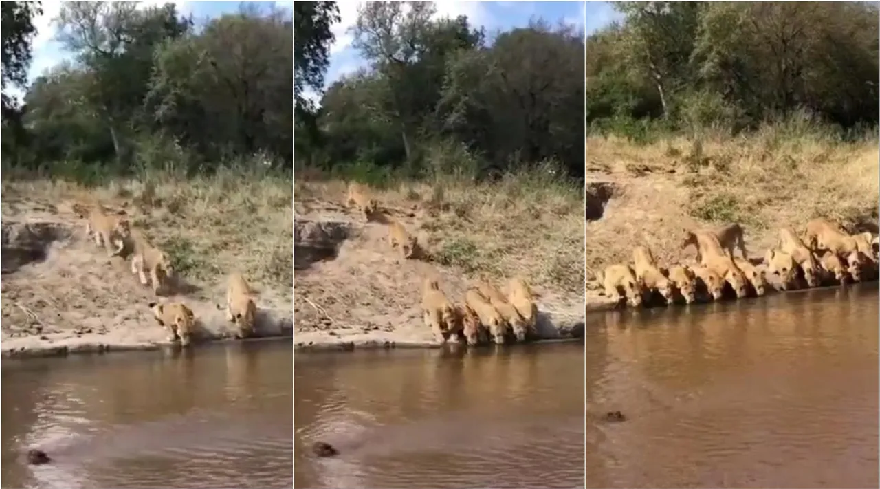 Lions are line in order for drinking water, Lions video, Lions viral video, சிங்கமாக இருந்தாலும் வரிசையில் வந்துதான் தண்ணீர் குடிக்கனும், வரிசையாக அமர்ந்து தண்ணீர் குடிக்கும் சிங்கங்கள், வைரல் வீடியோ, Lions are line, lions drinking water video goes viral