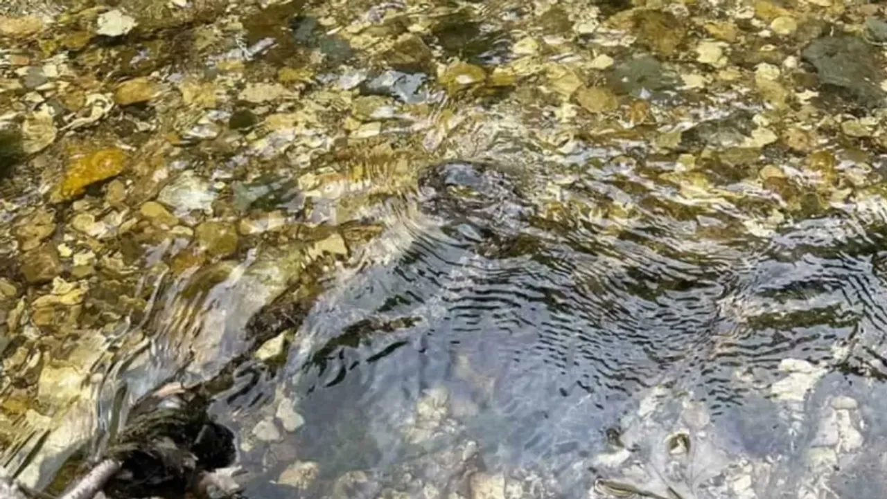 Can you spot the snake in Water in 30 seconds