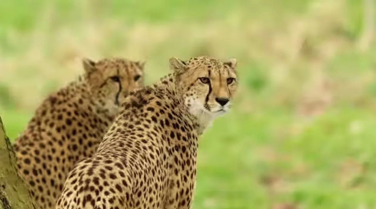 Kuno cheetahs