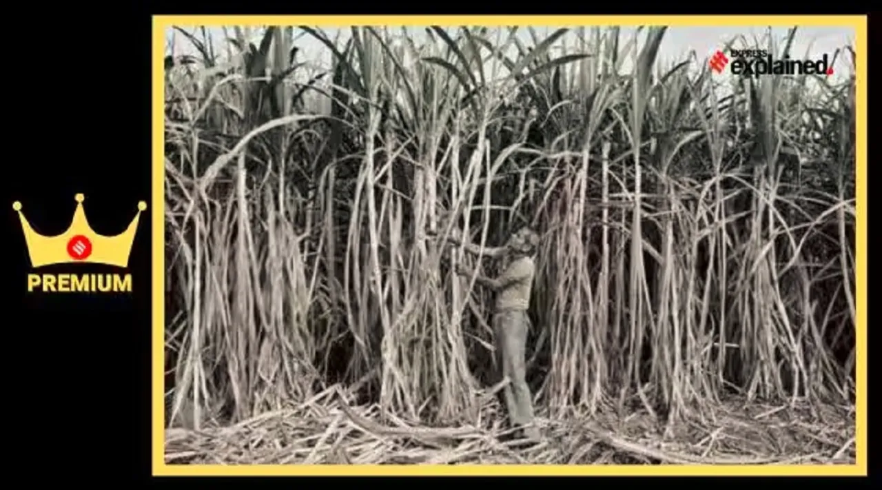 Sugarcane ethanol premium