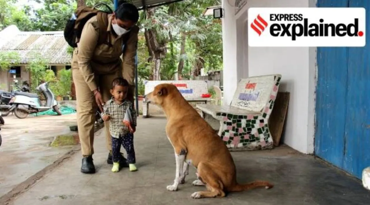Bengaluru stray dog census, stray dogs bengaluru, BBMP, பெங்களூரு தெருநாய்கள் கணக்கெடுப்பு செய்தது எப்படி, புருஹத் பெங்களூரு மகாநகர பாலிகே, தெருநாய்கள் கணக்கெடுப்பு, bruhat bengaluru mahanagara palike, ABC programme, anti rabies bengaluru, bengaluru news