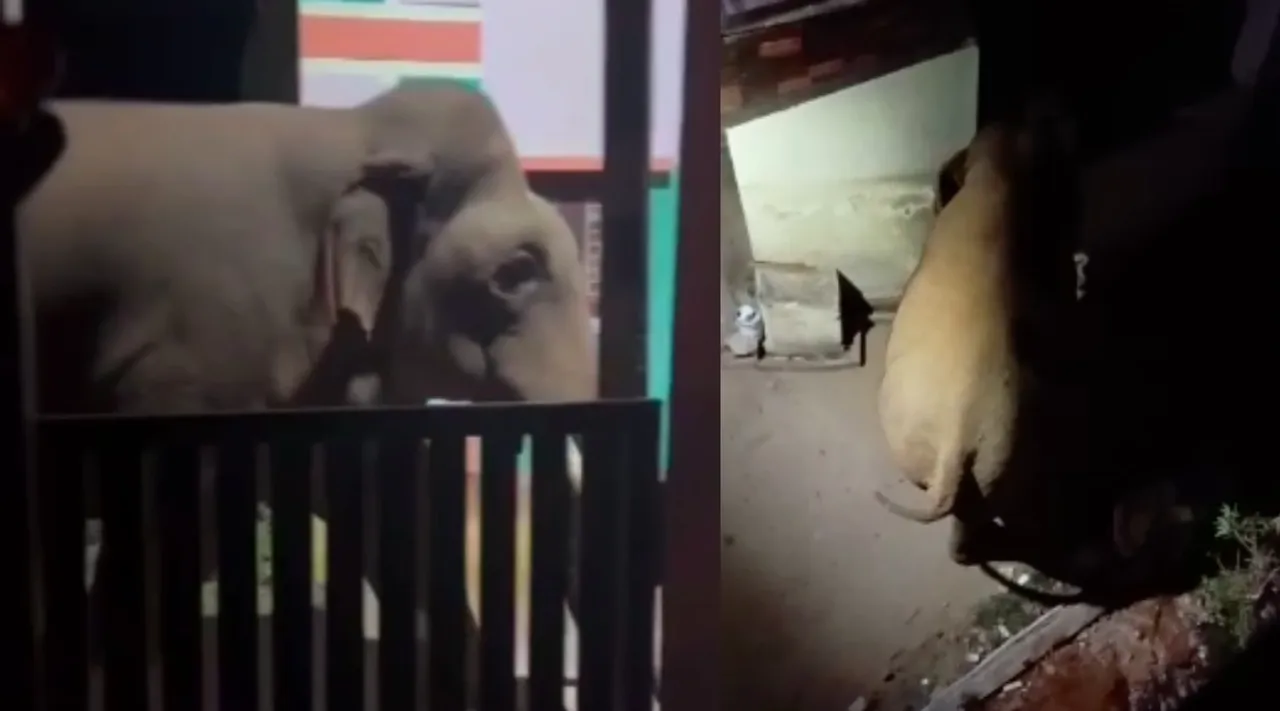 Coimbatore: wild elephant entered thadagam town midnight - video