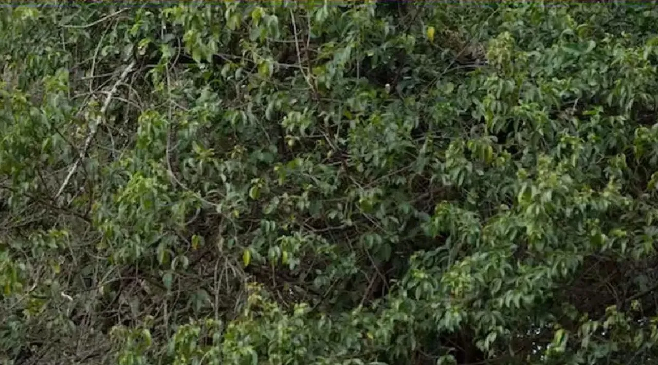 Optical Illusion: can spot the leopard hidden in the leaves within 9 seconds tamil