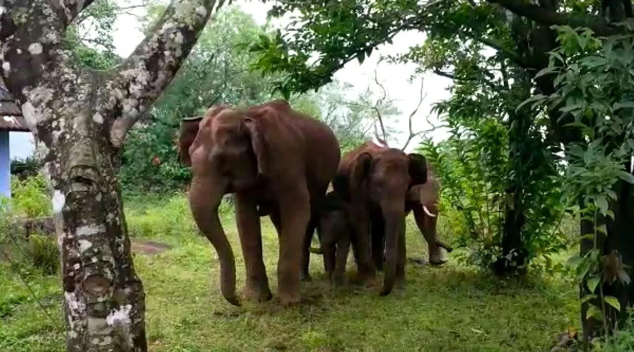 Coimbatore: pollachi elephants jolly roaming video Tamil News