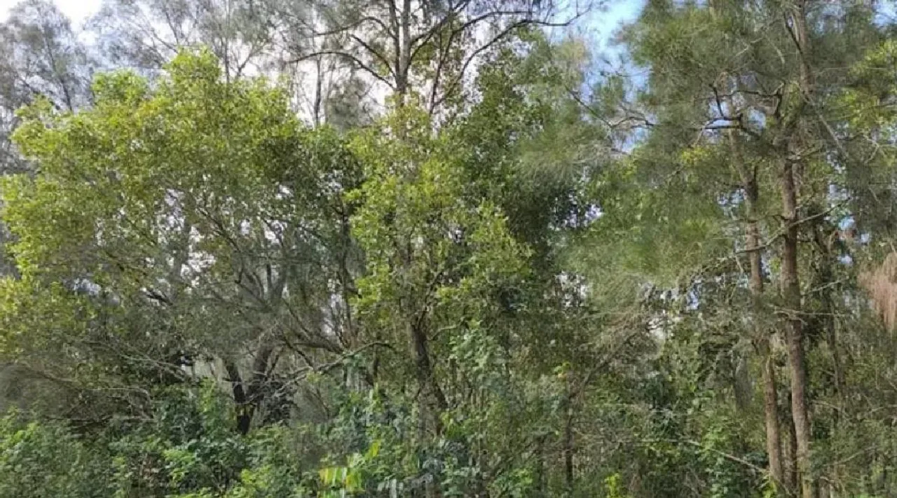 Optical Illusion: Can You Spot The Deadly Snake In The Trees? In tamil