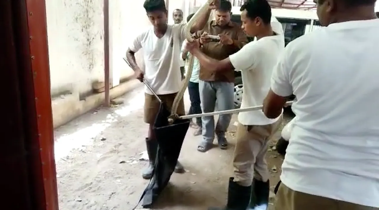 Watch video: 5 feet Indian Ratsnake in Coimbatore collector office Tamil News