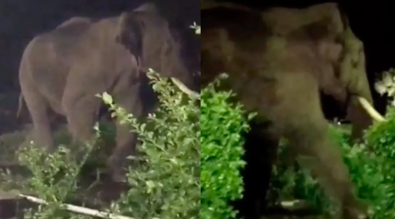 Coimbatore: wild elephant atrocity, People in panic near Pollachi - video Tamil News