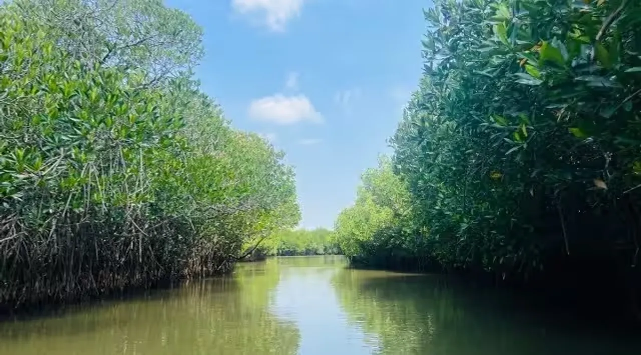 Mangroves