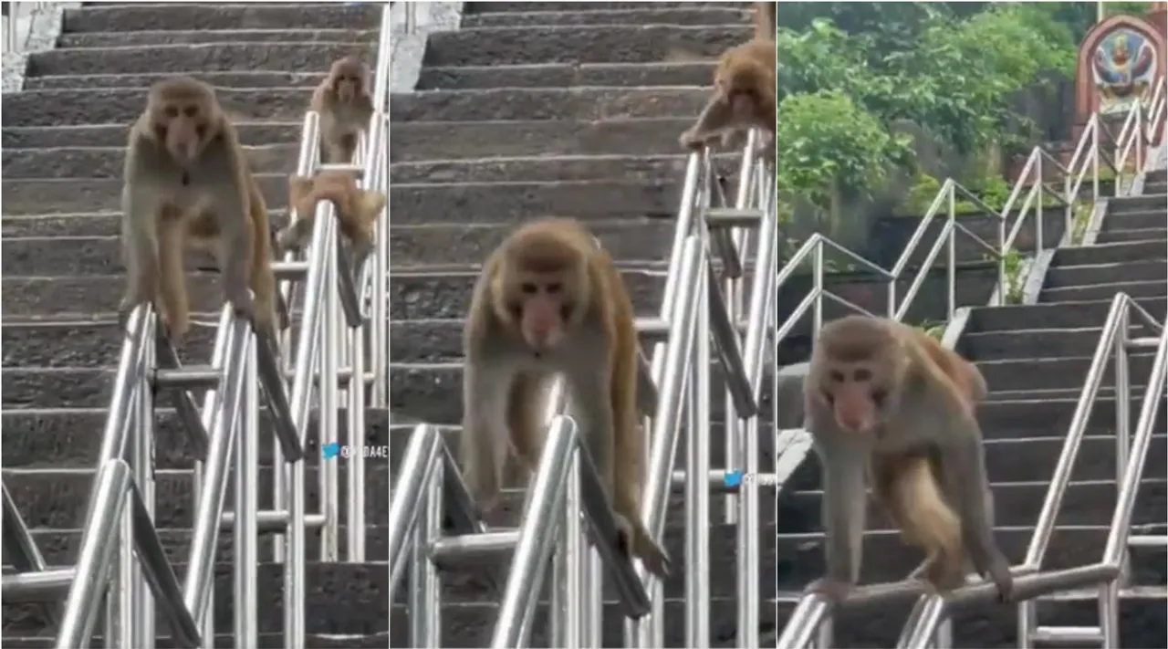 monkey viral video, monkies viral video, viral video, வைரல் வீடியோ, குரங்குகள் சறுக்கி விளையாடும் வீடியோ, social media viral video