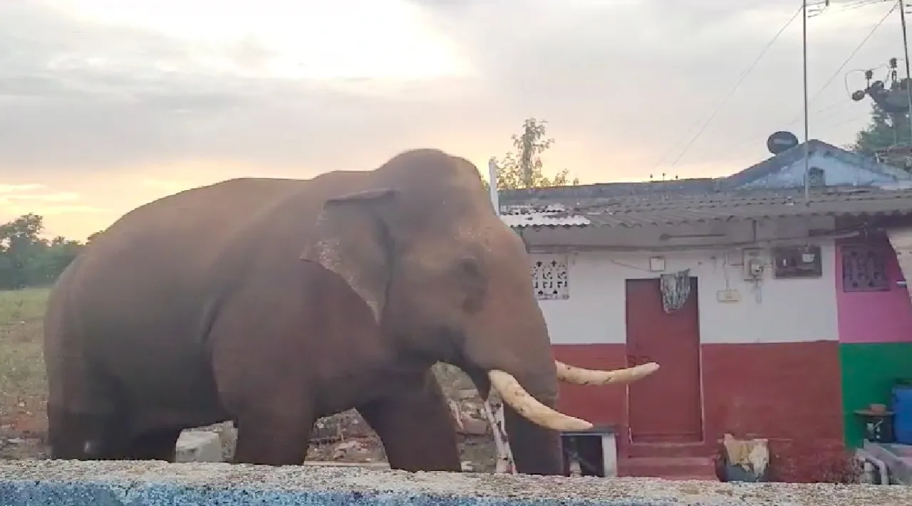 Coimbatore: Baahubali Wild Elephant return after 5 months - video Tamil News