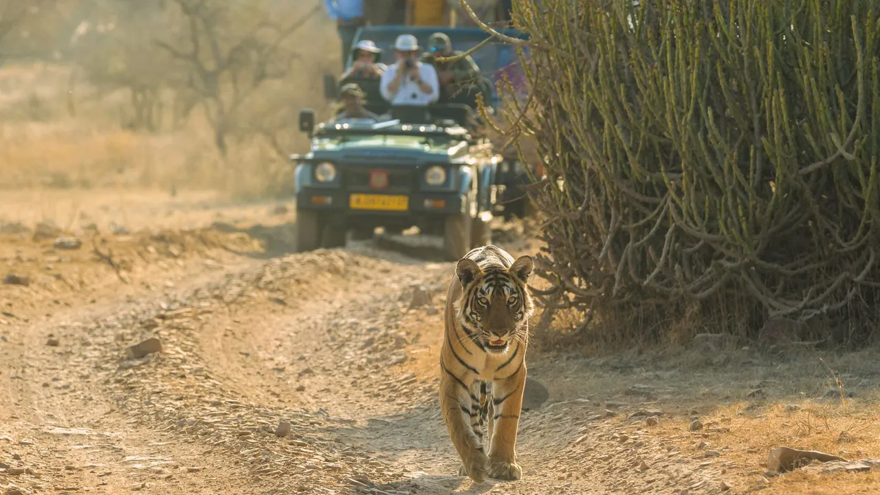 Tiger reserves in India Facing Shortage of Staff
