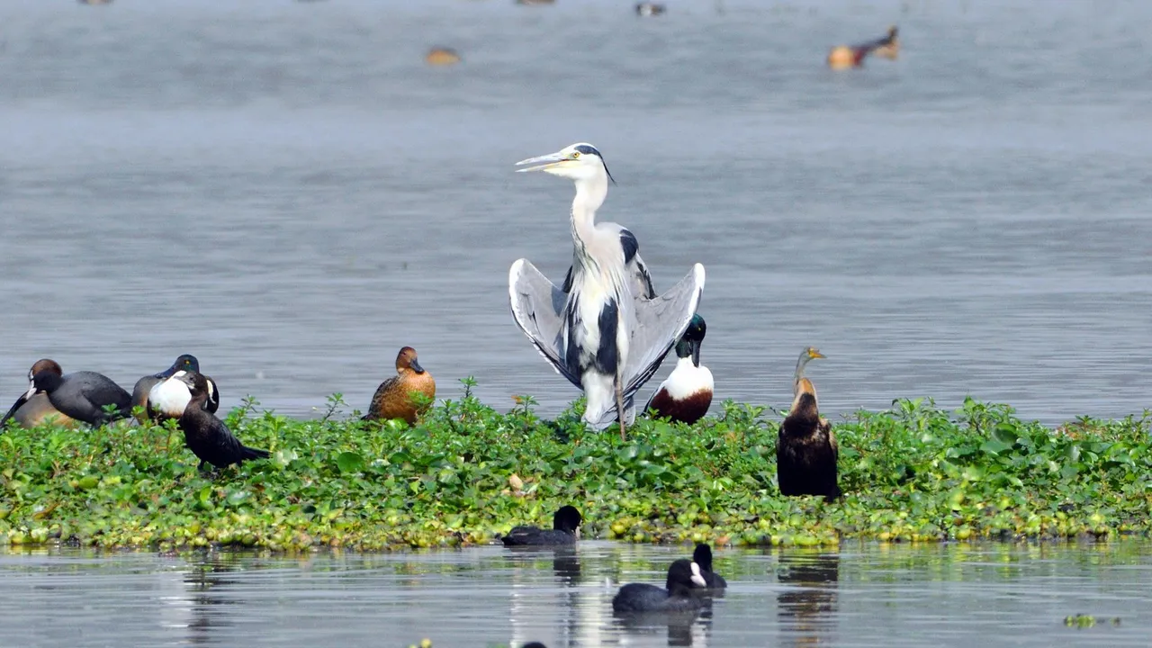 Wetlands in India