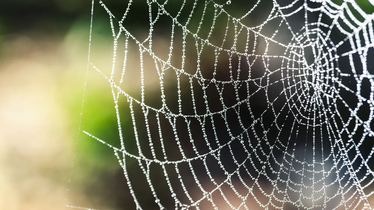 Attachment | Spider's web
