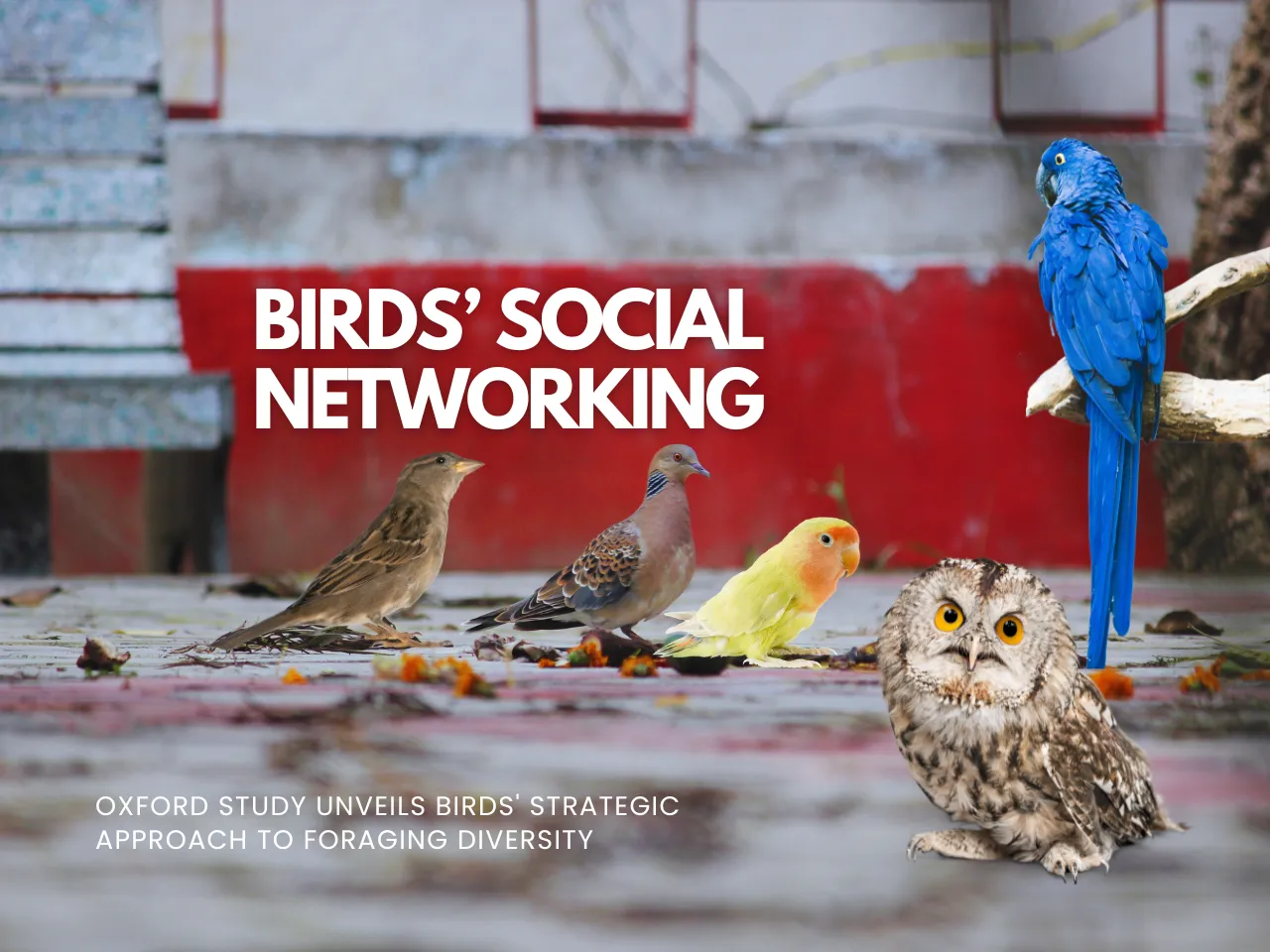 Birds’ Social Networking