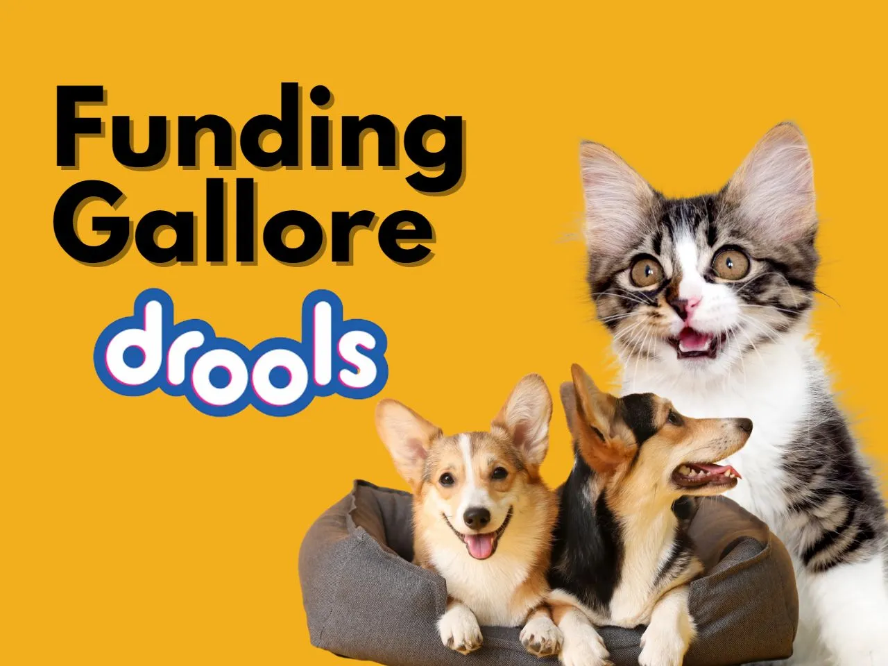 Funding Milestone: How Much Did Drools Secure in Latest Funding?