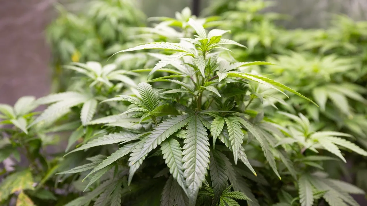 Biden Administration Proposes Reclassifying Marijuana as Less Dangerous Drug
