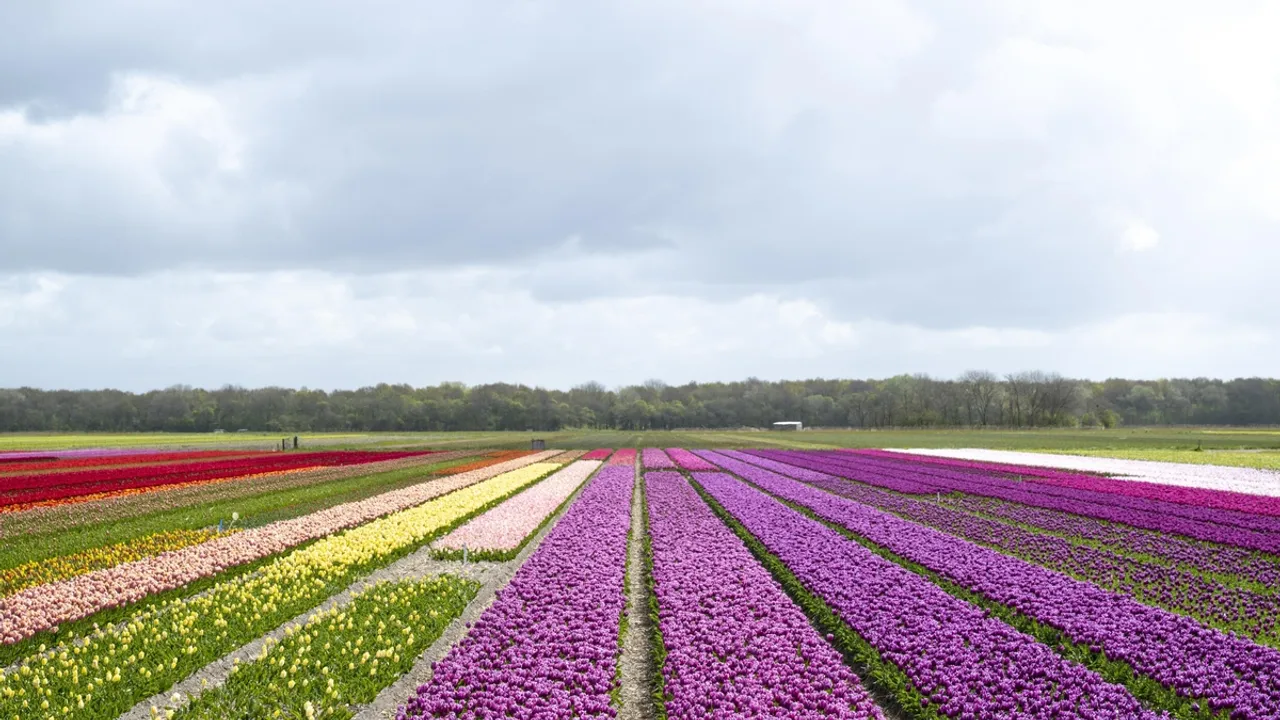 Climate Change Threatens Netherlands' Iconic Tulip Fields
