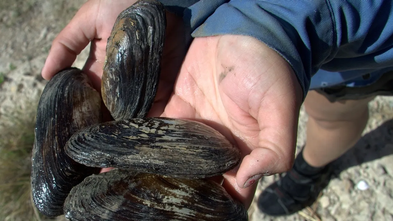 Six Freshwater Mussel Species in Central Texas Listed as Endangered