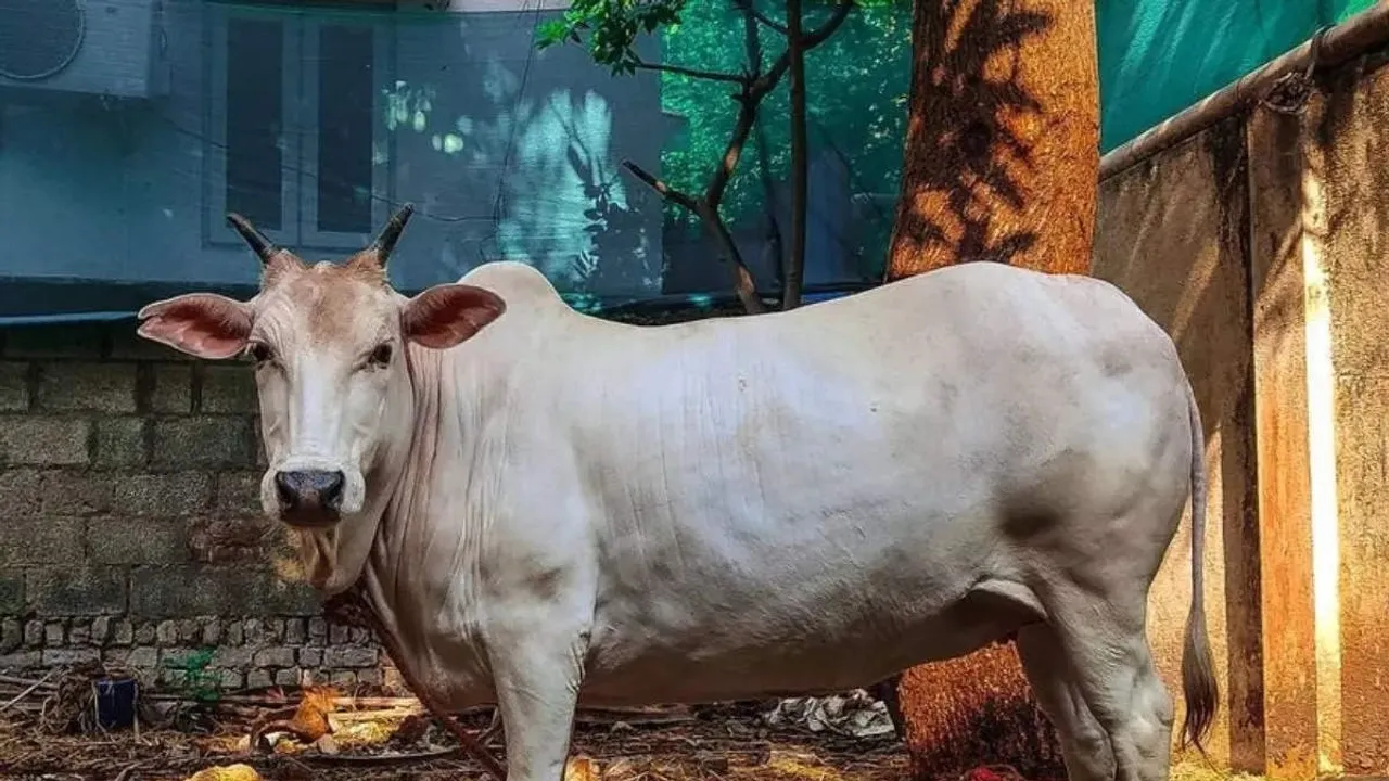 World's Smallest Cattle Breed, Vechur Cow, Showcases Sustainable Farming in Kerala, India