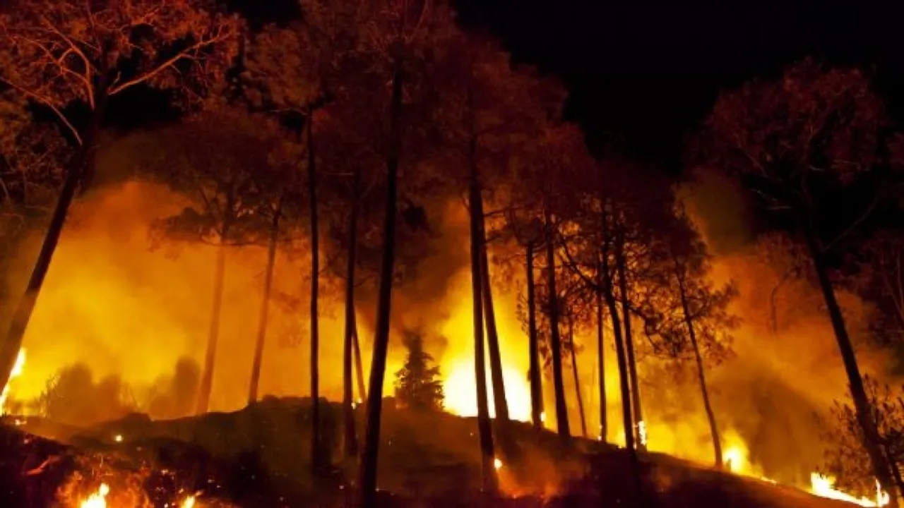 Massive Wildfire Engulfs Somasila Forest in Andhra Pradesh, Firefighters Battle to Control Blaze