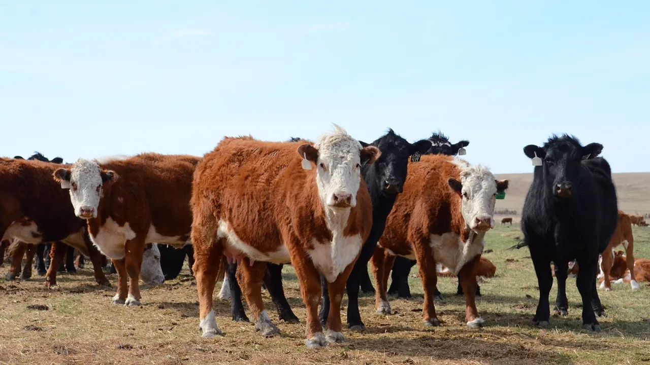 Beef Cattle Numbers Decline at South Korean Farms Amid Falling Prices